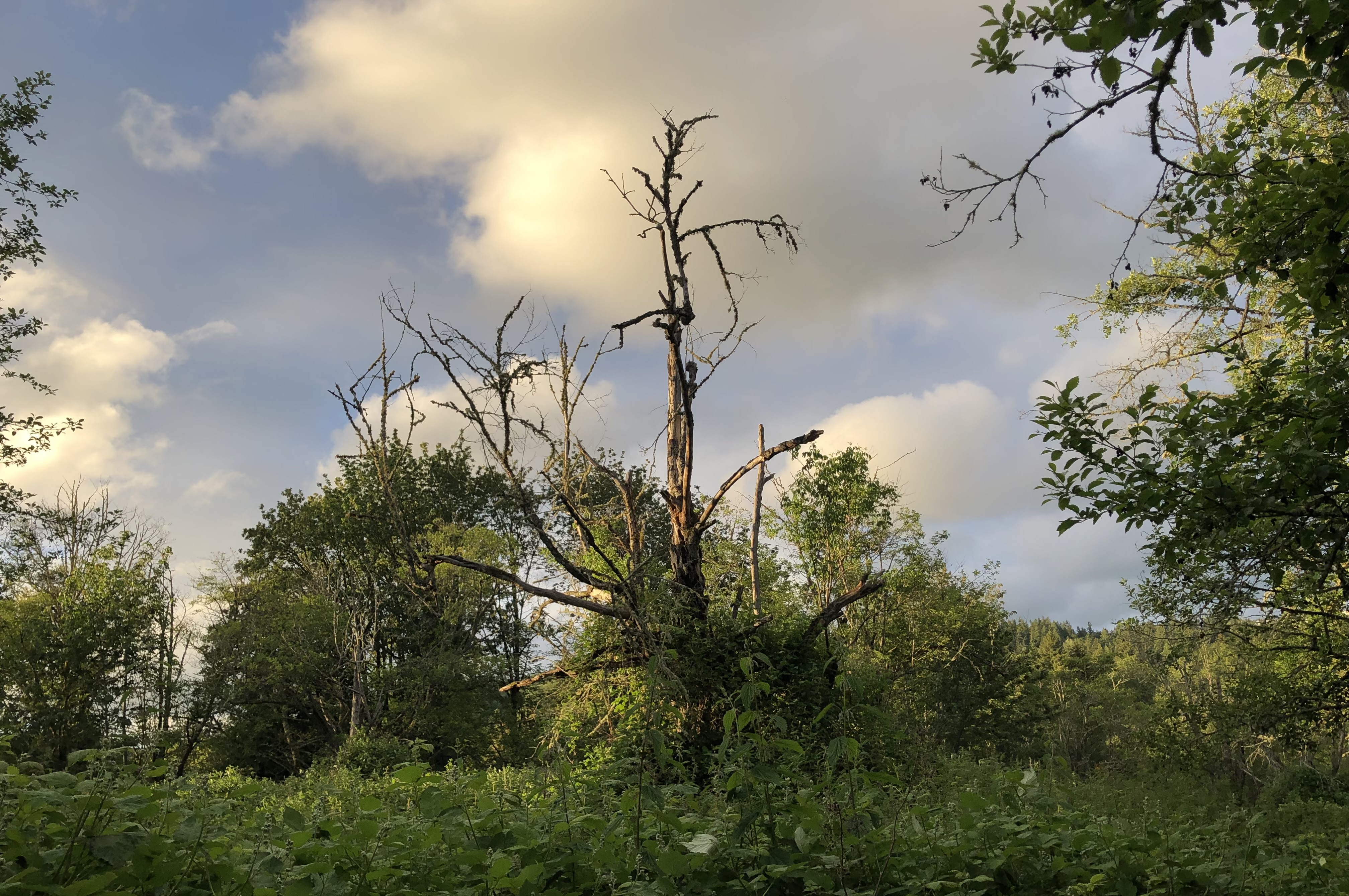 Dying oak tree still standing, surrounded by foliage.